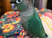 Hand raised green cheek conure