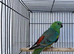 Redrump Parrot