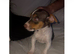 Jack Russell puppy's for sale