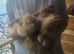 Continental giant cross lop