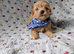 Gorgeous tiny maltipoo puppies