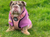 English Bulldog Male & Female