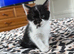 Adorable Kittens Ready for Loving Homes