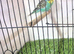 Male budgies available