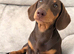 Female Minature Dachshund for sale