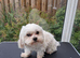 Stud Maltese
