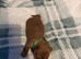 3 beautiful miniature dachshunds