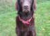 Stud Flat coated retriever liver for stud not KC registered not heath tested no health issues stud fee &pound;500