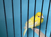 Raza satinette canary small size