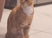 Ginger cat