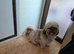 Good home wanted shih Tzu bitch