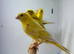 Canaries