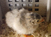 Guinea Fowl Keets