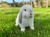 Mini lop boy
