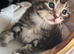 Gorgeous tabby kittens ready for reservation!