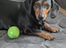 Dachshund