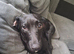 Patterdale cross female 6 month old