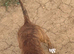 10 months old Staffy cross for rehome