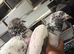 Fancy pigeons