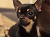 2 chihuahuas , male and female