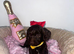 Beautiful cockapoo puppies