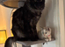 6.5kg 9 month male maincoon