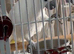 Sulphur crested cockatoo Glasgow
