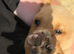 Labrador puppies