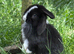 Baby Mini Lop Bunnies - Take home today!