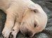 KC golden retriever puppies
