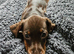 9 month female dachshund