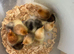 Pure bred Pekin chicks