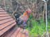 Copper Maran Cockerel for sale