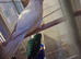 Pair of kakarikis