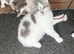 Looking for a forever home