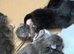 Litter off 7 beautiful babies