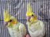 2 hand tame baby cockateals