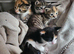 Ragdoll mix kittens