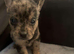 frenchie cross malinois