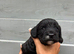 Beautiful cockapoo puppies