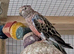 Two Rosa Bourkes and one Kakariki for new perch