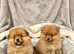 Pomeranian puppies