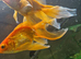 200 litre tank with accessories and fish