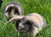 Beautiful pedigree mini lop bunnies
