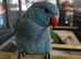 Hand Reared Blue Cleartail Female
