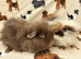 Baby Guinea pigs