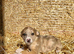 Stunning collie puppies for sale
