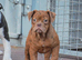23 years, 5Rated Licensed, old tyme bulldog, olde English bulldogs
