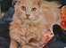 Purebred mainecoon rehome