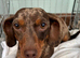 miniature dachshund puppies!! READY TO LEAVE